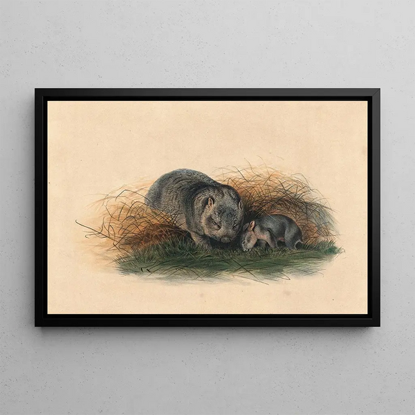 The Tasmanian Wombat - Joseph Wolf — framed artwork on a wall