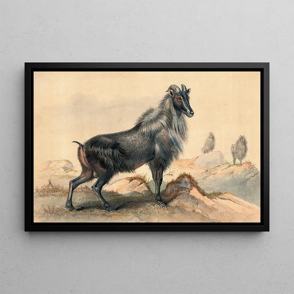 La Chèvre du Thar - Joseph Wolf — framed artwork on a wall