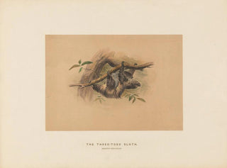The Three-Toed Sloth - Joseph Wolf — artwork view