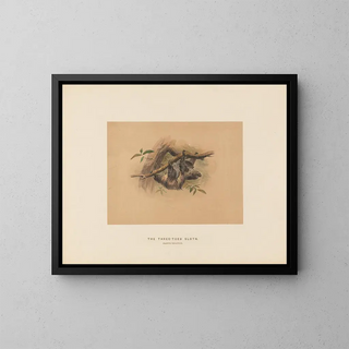 The Three-Toed Sloth - Joseph Wolf — framed artwork on a wall
