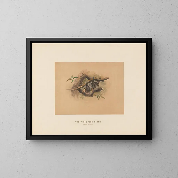 The Three-Toed Sloth - Joseph Wolf — framed artwork on a wall
