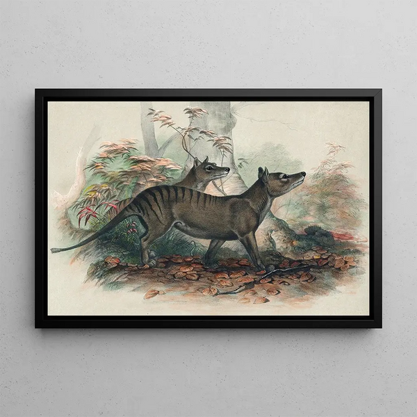 The Thylacine - Joseph Wolf — framed artwork on a wall