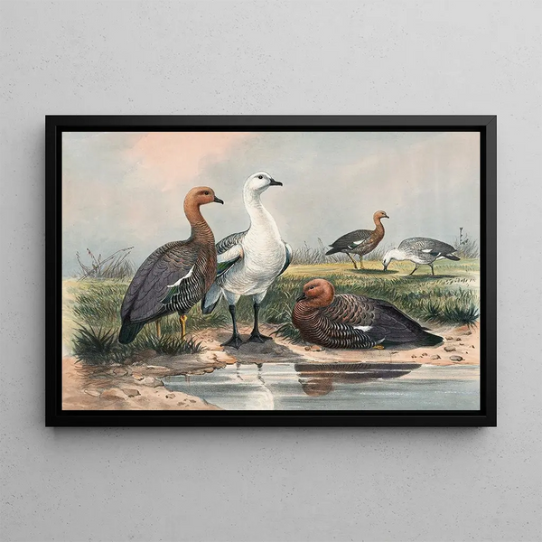 L'Oie upland - Joseph Wolf — framed artwork on a wall