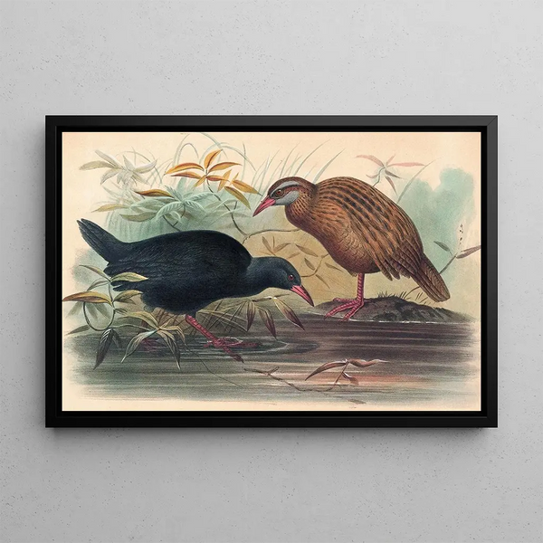 The Weka - Joseph Wolf — framed artwork on a wall