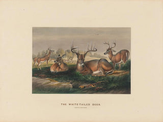 The white-tailed deer - Joseph Wolf — artwork view