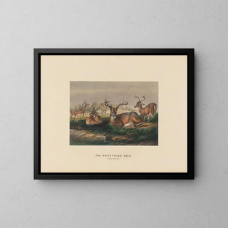 The white-tailed deer - Joseph Wolf — framed artwork on a wall
