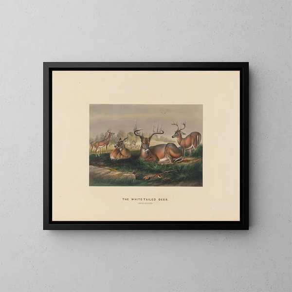 The white-tailed deer - Joseph Wolf — framed artwork on a wall