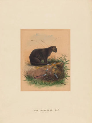 Joseph Wolf - The Yaguarundi Cat.webp