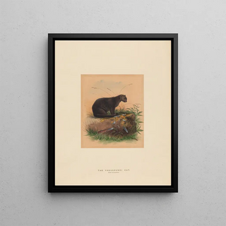 Joseph Wolf - The Yaguarundi Cat.webp