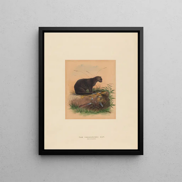 the Yaguarundi cat - Joseph Wolf — framed artwork on a wall