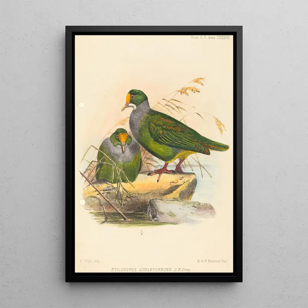 Two Birds - Joseph Wolf — framed artwork on a wall