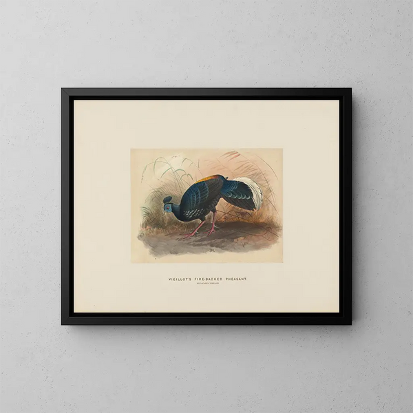 Pheasant on Fire Back by Vieillot - Joseph Wolf — framed artwork on a wall
