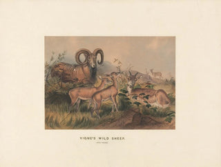 Vignes de moutons sauvages - Joseph Wolf — artwork view
