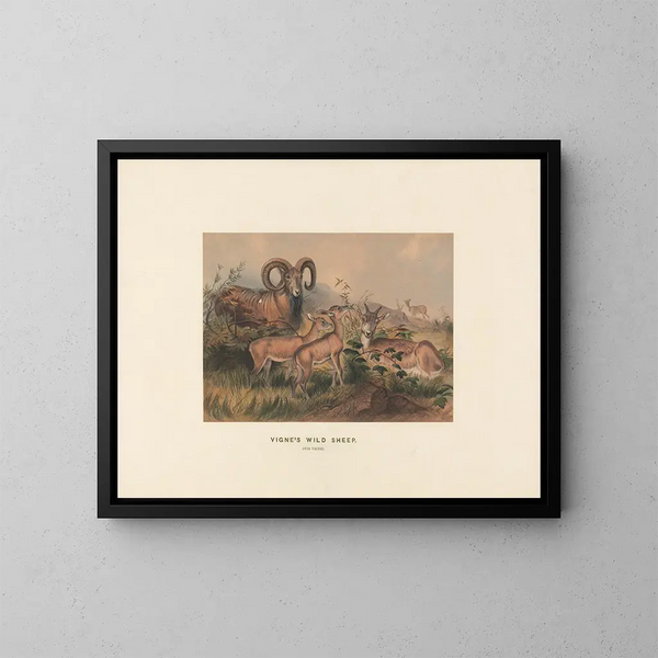 Vignes de moutons sauvages - Joseph Wolf — framed artwork on a wall