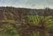 Deep Forest with Windfalls - Józef Chełmoński — artwork view