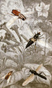 Diptera Painting Pl XXI - Jules Rothschild — artwork view