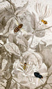 Diptera Pl XXIV - Jules Rothschild — artwork view