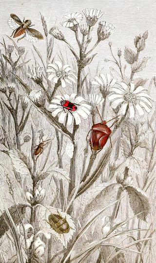 Hemiptera Pl XV - Jules Rothschild — artwork view