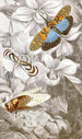 Hemiptera Pl XVI - Jules Rothschild — artwork view