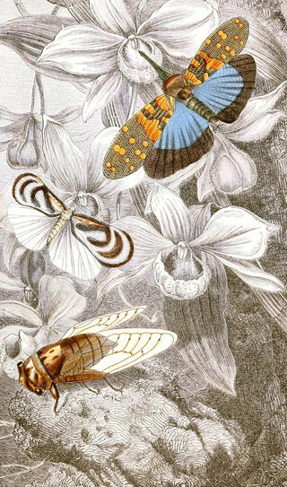 Hemiptera Pl XVI - Jules Rothschild — artwork view