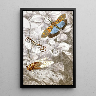 Hemiptera Pl XVI - Jules Rothschild — framed artwork on a wall
