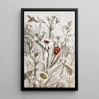 Hemiptera Pl XV - Jules Rothschild — framed artwork on a wall