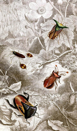 Hemiptera Pl XX - Jules Rothschild — artwork view