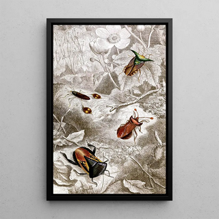 Hemiptera Pl XX - Jules Rothschild — framed artwork on a wall
