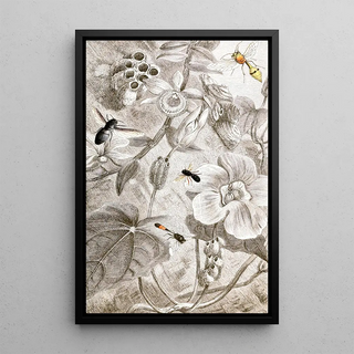 Hyménoptères Pl X - Jules Rothschild — framed artwork on a wall