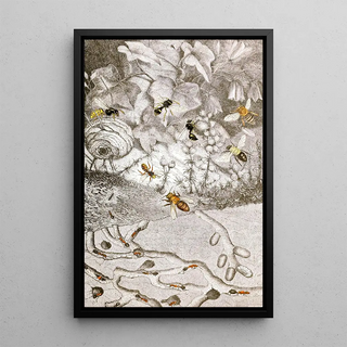 Hyménoptères Pl XI - Jules Rothschild — framed artwork on a wall