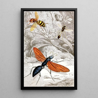 Hyménoptères Pl XII - Jules Rothschild — framed artwork on a wall