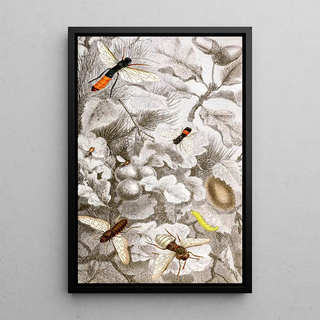 Hyménoptères Pl XIII - Jules Rothschild — framed artwork on a wall