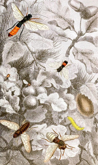Hyménoptères Pl XIII - Jules Rothschild — artwork view