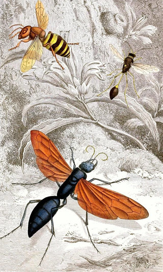 Hyménoptères Pl XII - Jules Rothschild — artwork view