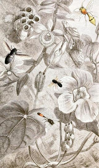 Hyménoptères Pl X - Jules Rothschild — artwork view