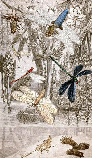 Névroptères Pl IV - Jules Rothschild — artwork view