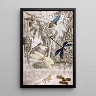 Névroptères Pl IV - Jules Rothschild — framed artwork on a wall