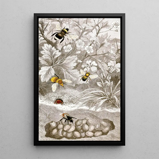 Névroptères Pl VI - Jules Rothschild — framed artwork on a wall