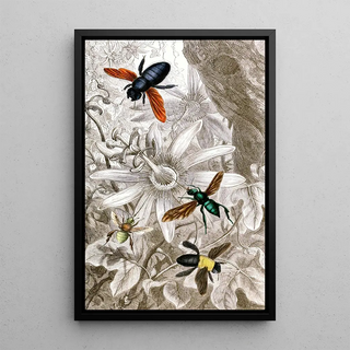 Névroptères Pl VII - Jules Rothschild — framed artwork on a wall