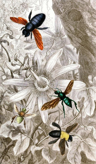 Névroptères Pl VII - Jules Rothschild — artwork view