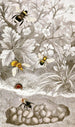 Névroptères Pl VI - Jules Rothschild — artwork view
