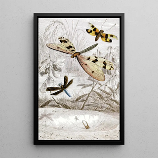 Névroptères Pl V - Jules Rothschild — framed artwork on a wall