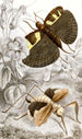 Orthopteran Painting Pl III - Jules Rothschild — artwork view