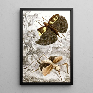 Orthopteran Painting Pl III - Jules Rothschild — framed artwork on a wall