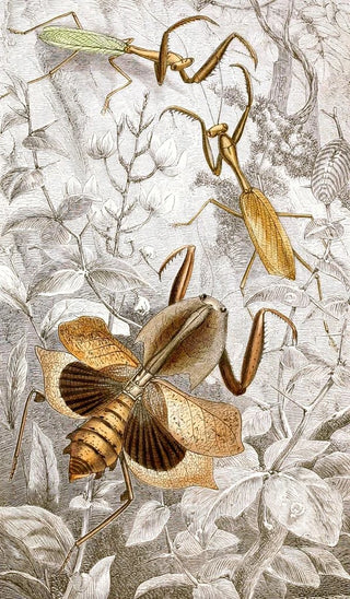 Orthopteran Painting Pl II - Jules Rothschild — artwork view