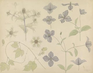 Study sheet with sea thistle and clematis - Julie de Graag — artwork view