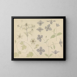 Study sheet with sea thistle and clematis - Julie de Graag — framed artwork on a wall
