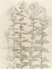 Studies on Phlox - Julie de Graag — artwork view