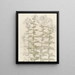 Studies on Phlox - Julie de Graag — framed artwork on a wall