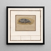 Julikever Polyphylla fullo - Anselmus Botius de Boodt — framed artwork on a wall